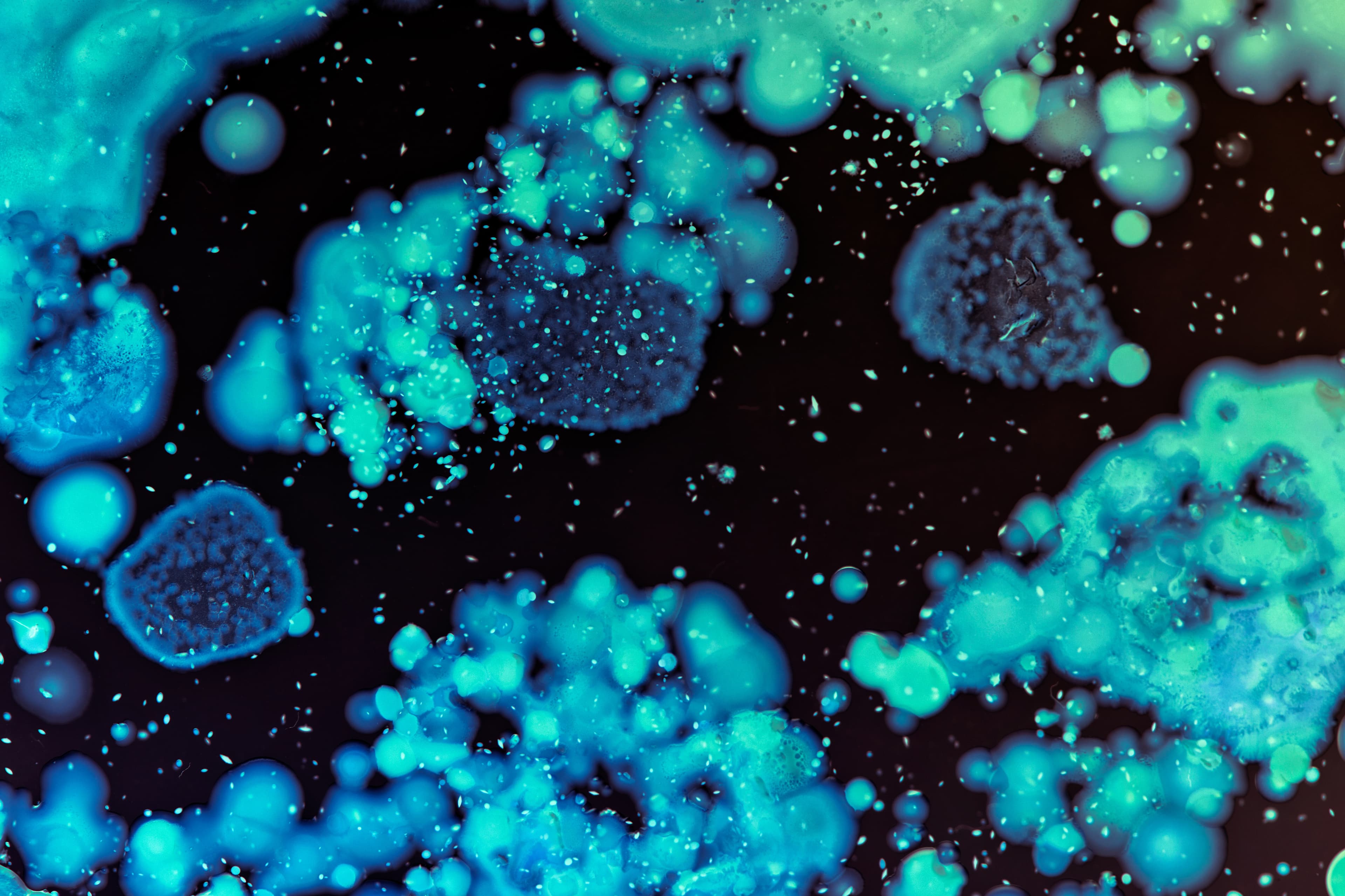 Bacteria