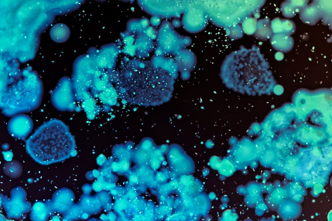 Bacteria